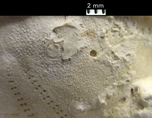 Snegleboring i Echinocorys sulcatus