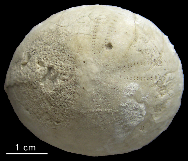 Snegleboring i Echinocorys sulcatus
