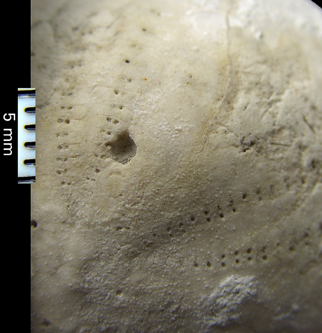 Snegleboring i Echinocorys sulcatus