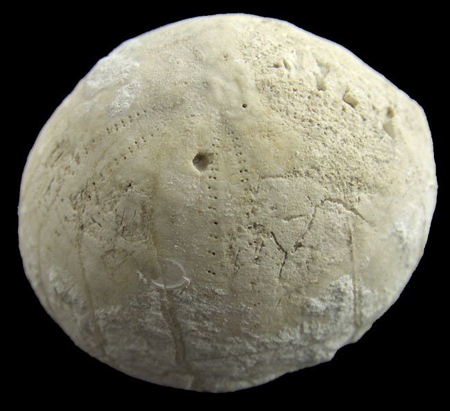 Snegleboring i Echinocorys sulcatus
