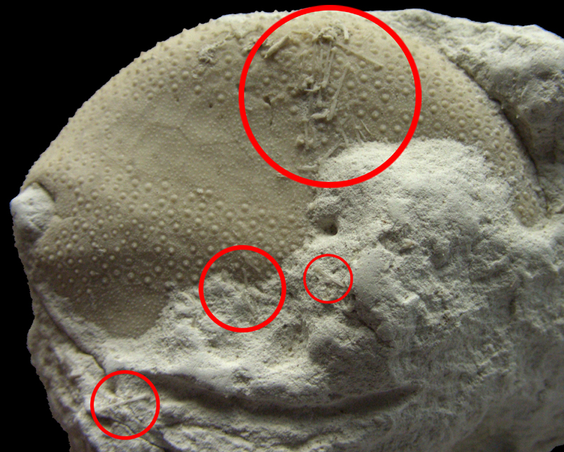 Echinocorys obliqua med pigge, spines