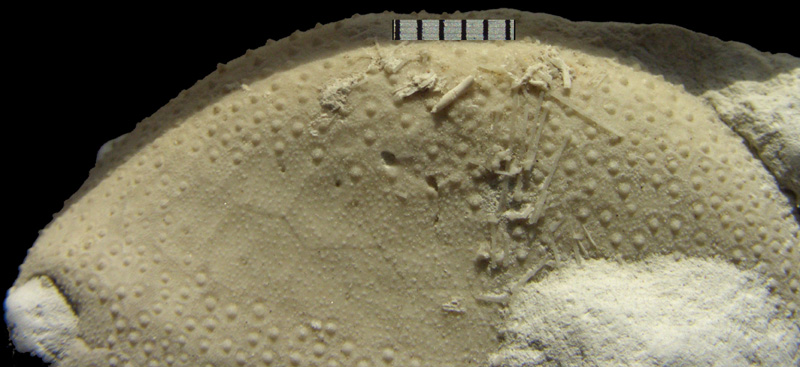 Echinocorys obliqua, pigge
