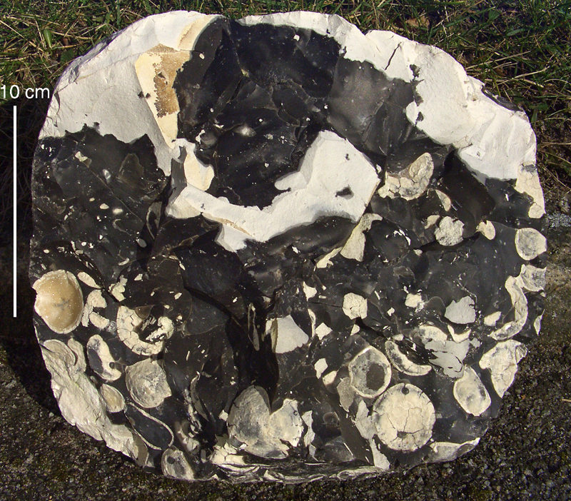 Echinocorys obliqua - massevis optræden