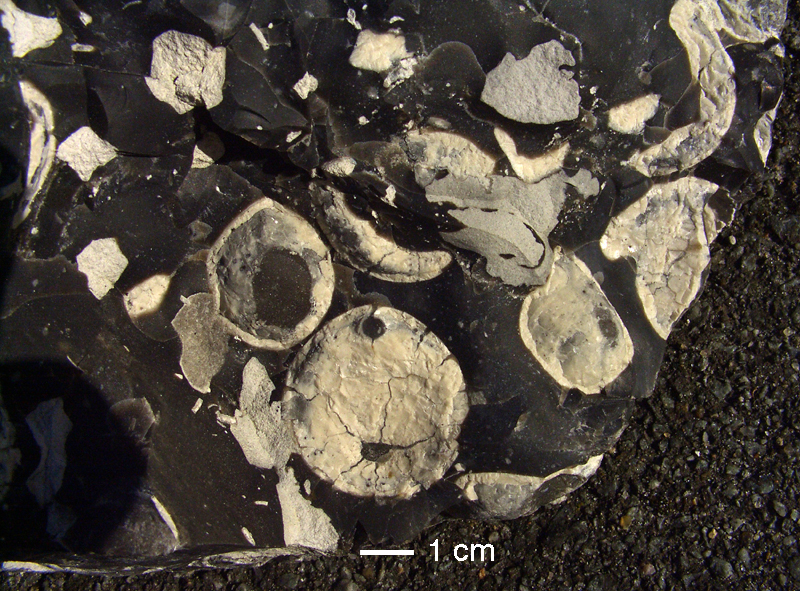 Echinocorys obliqua - massevis optræden