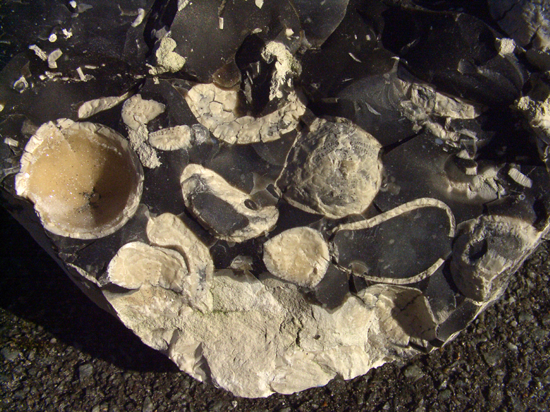 Echinocorys obliqua - massevis optræden