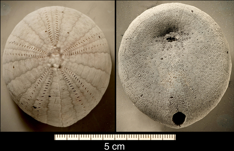 Echinocorys sulcatus sulcatusm Herfølge
