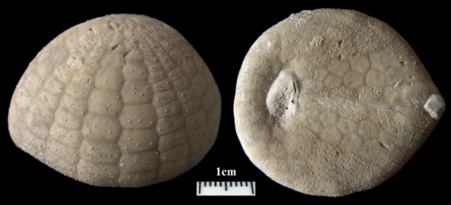 E-sulcatus med cirripedboringer, Rogerella