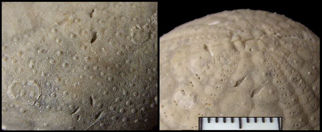 E-sulcatus med cirripedboringer, Rogerella