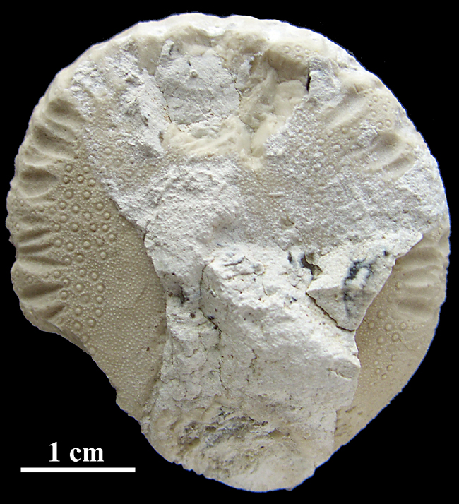 Echinocorys med bidespor