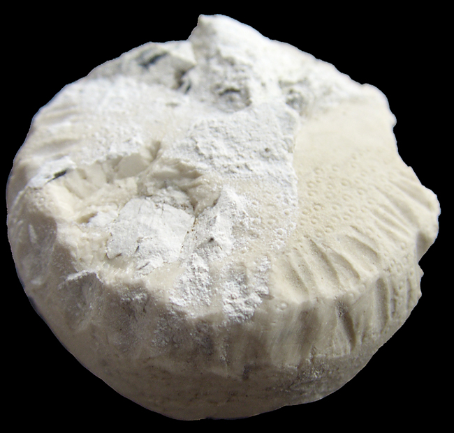 Echinocorys med bidespor