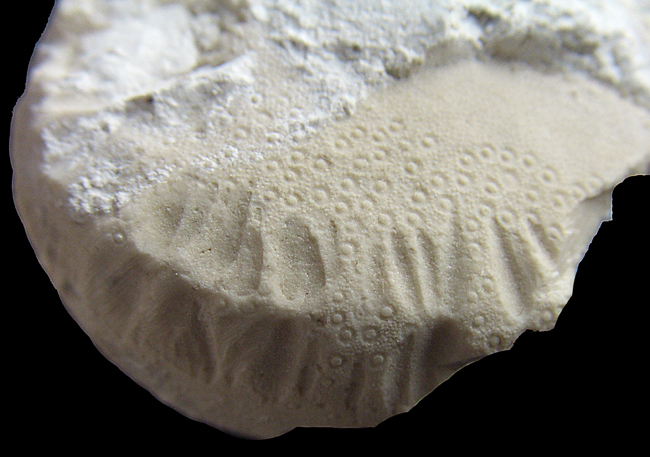 Echinocorys med bidespor