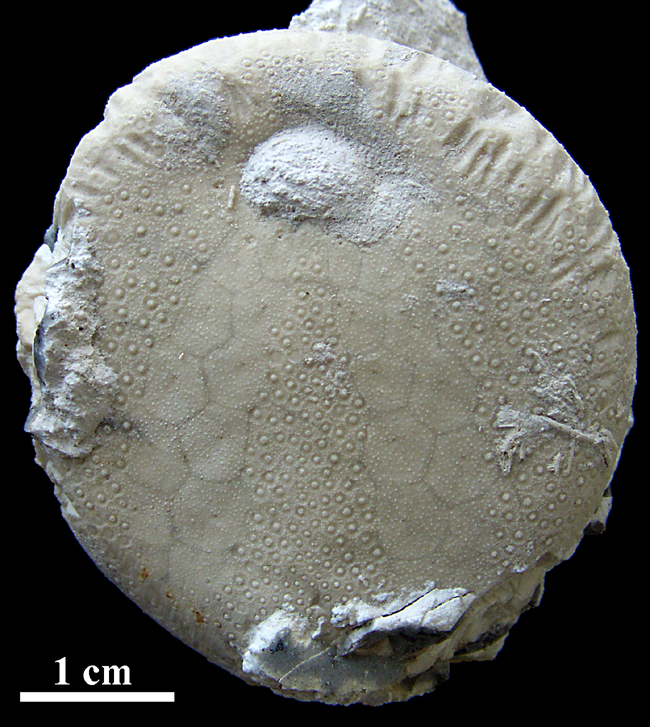 Echinocorys med bidespor