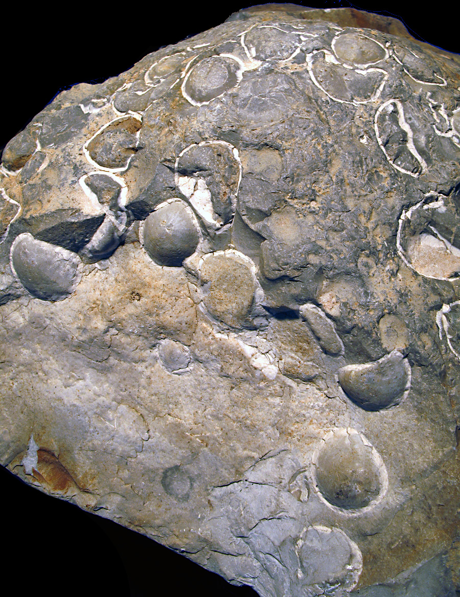 Echinocorys obliqua massevis optræden Tarup-Davinde Grusgrav