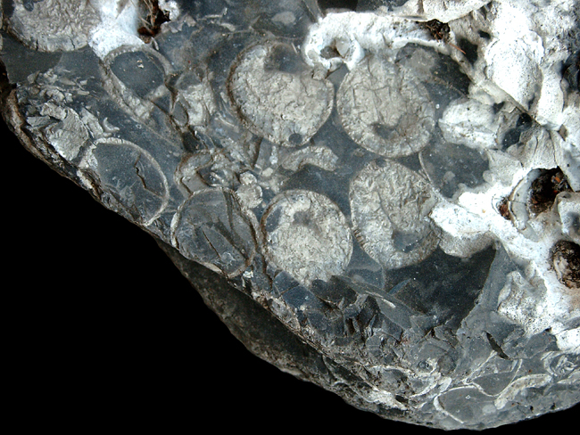 Echinocorys obliqua