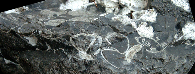 Echinocorys obliqua