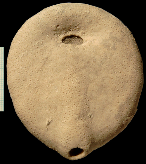 Echinocorys sulcatus