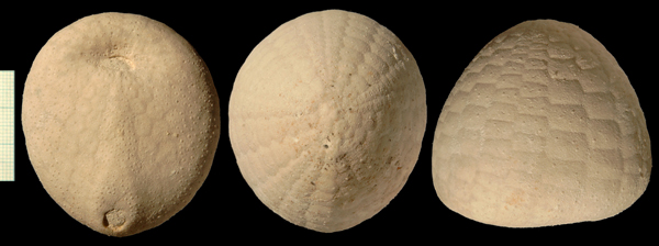 Echinocorys sulcatus