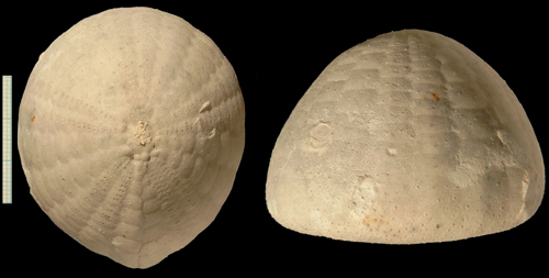 Echinocorys sulcatus
