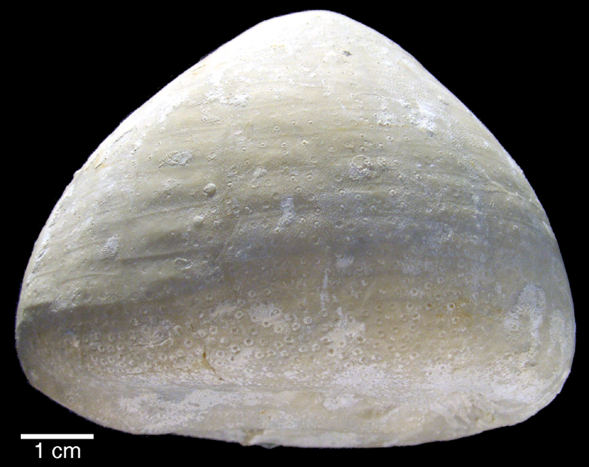 Echinocorys scutata (E. ovatus acuta)