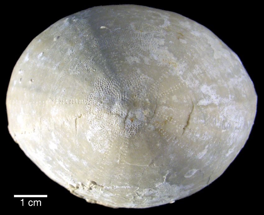 Echinocorys scutata (E. ovatus acuta)