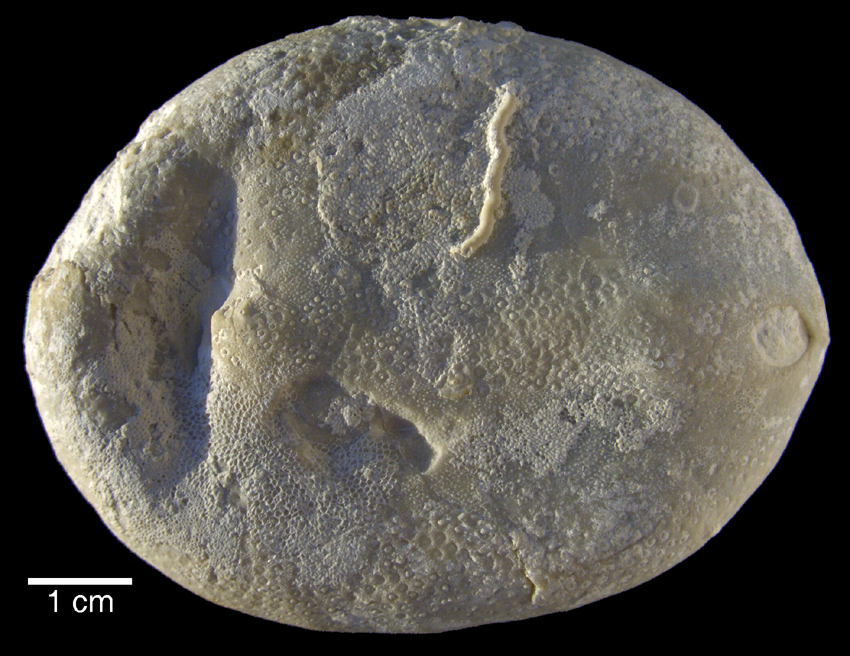 Echinocorys scutata (E. ovatus acuta)