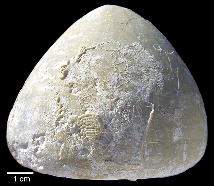 Echinocorys scutata (E. ovatus acuta)