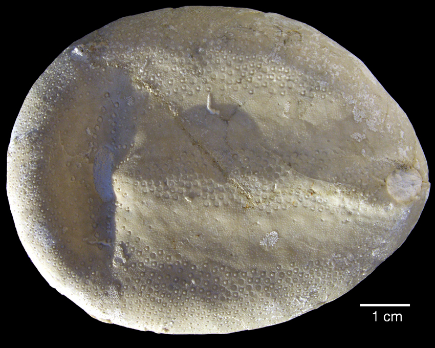 Echinocorys ovatus var. acuta
