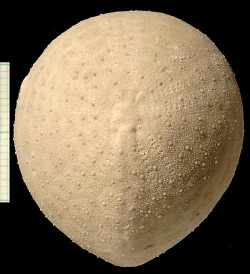 Echinocorys obliqua