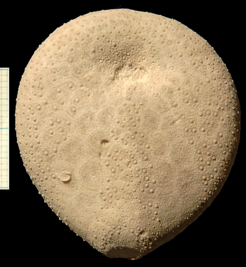 Echinocorys obliqua