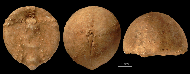Echinocorys sulcatus?, Danien, stenkerne
