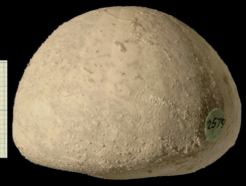 Echinocorys sulcatus, Dania