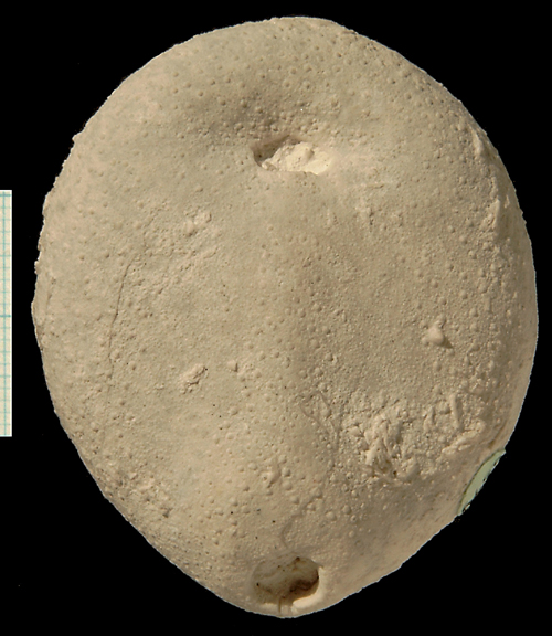 Echinocorys sulcatus, Dania