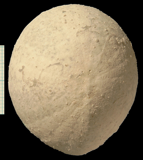 Echinocorys sulcatus, Dania