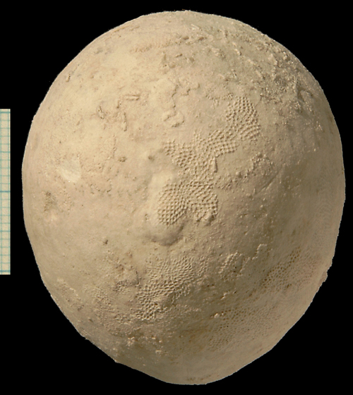 Echinocorys sulcatus, Dania