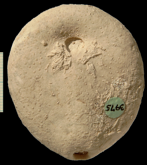 Echinocorys sulcatus, Dania