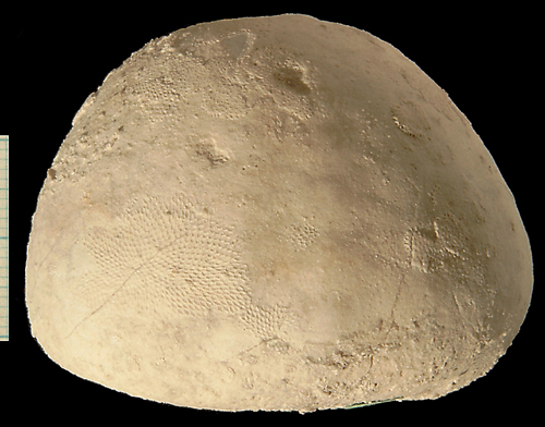 Echinocorys sulcatus, Dania