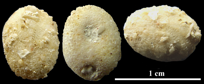 Echinogalerus peltiformis