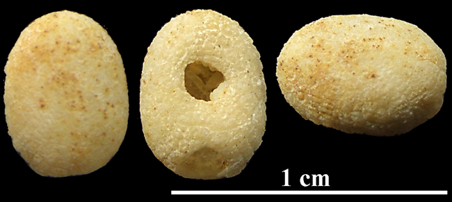 Echinogalerus peltiformis