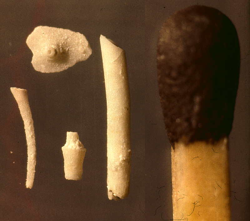 Echinothuria? sp., pigge og plade, Karlby