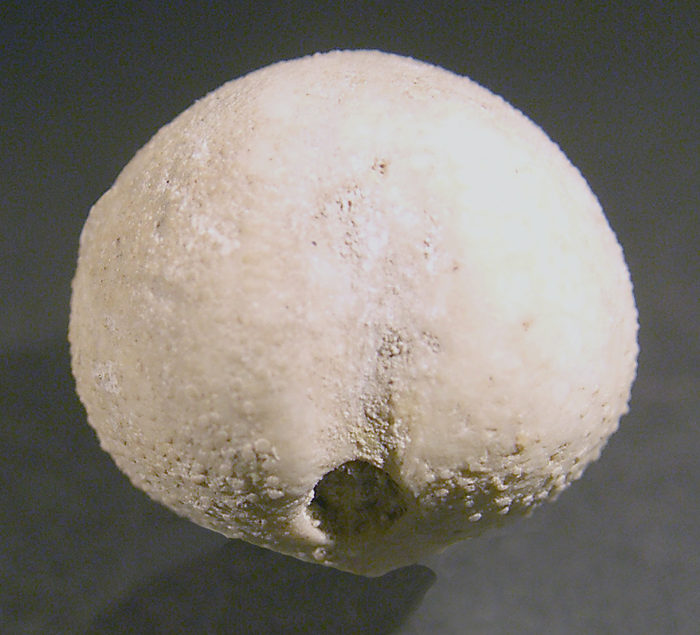 Galeaster carinatus, Danien, Hammelev