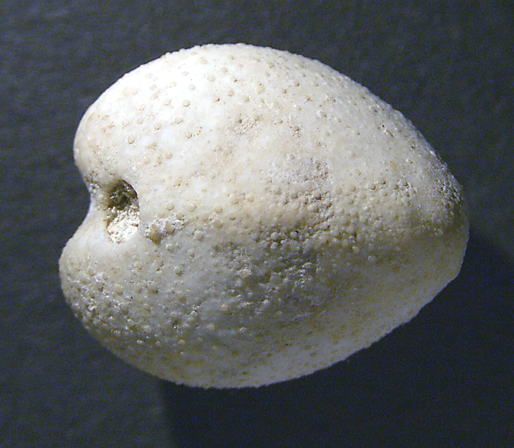 Galeaster carinatus, Danien, Hammelev