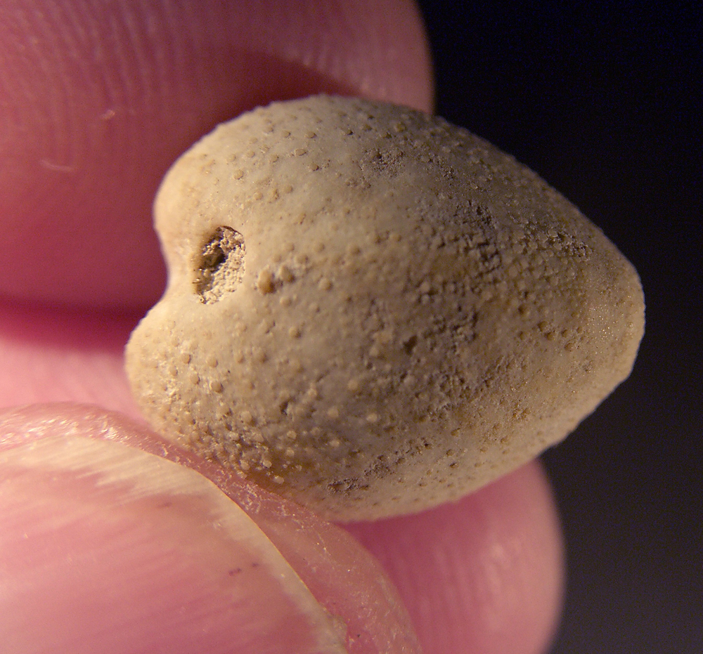 AVI-film: Galeaster carinatus, Danien, Hammelev