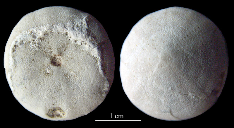 Galerites sulcatoradiatus 4-tallig