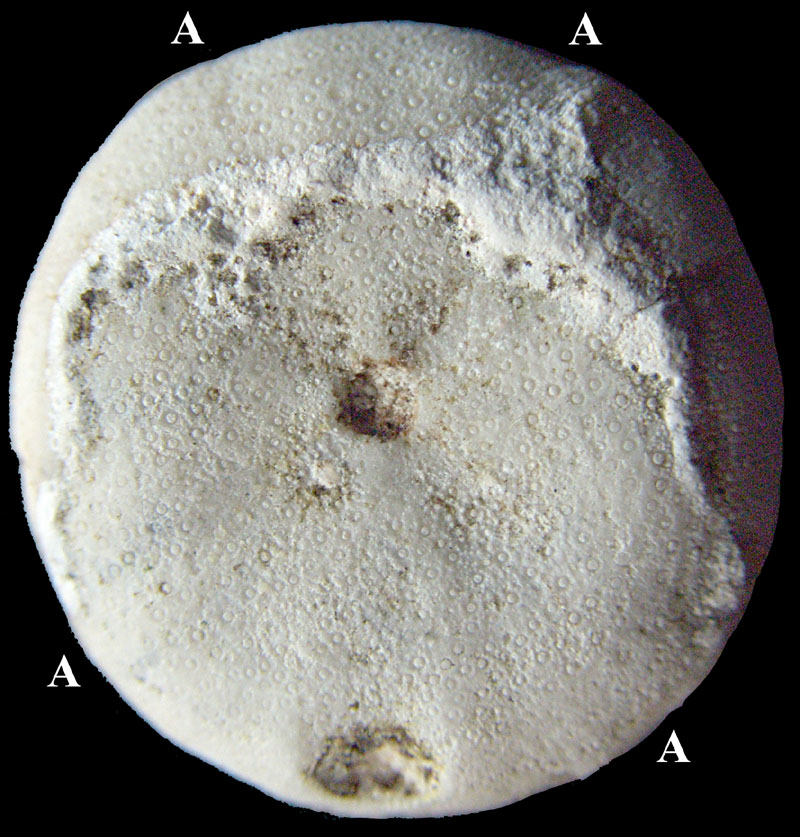 Galerites sulcatoradiatus 4-tallig