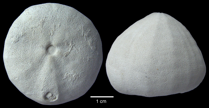 Galerites vulgaris turgidulus med pigge