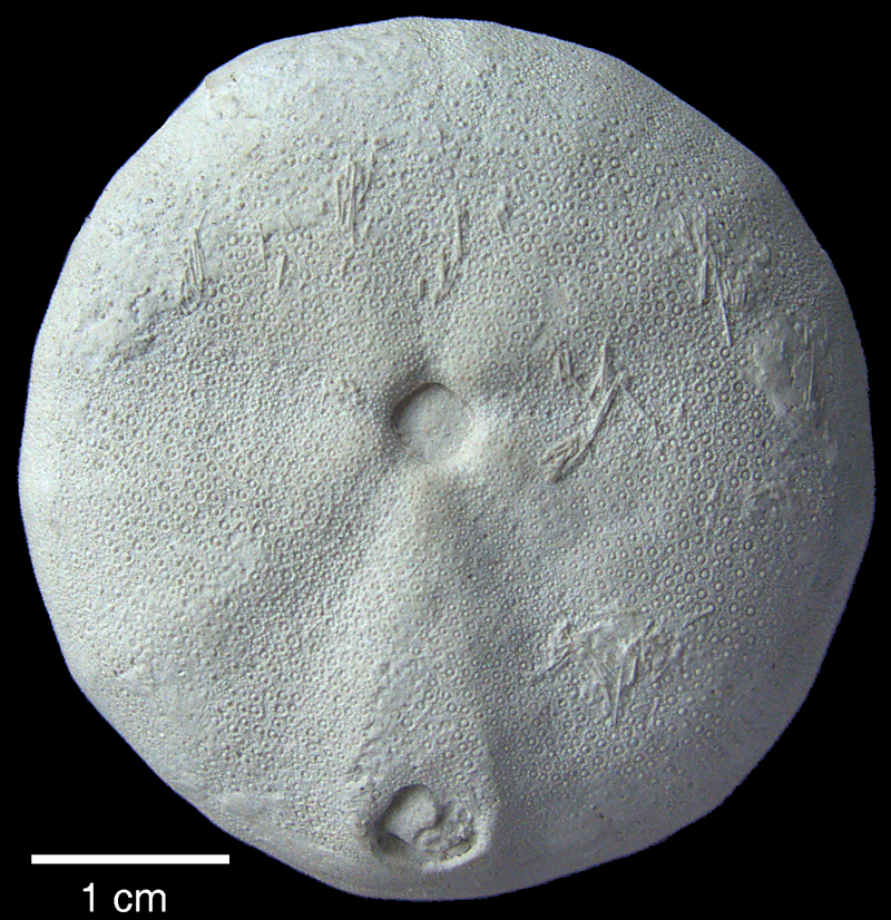 Galerites vulgaris turgidulus med pigge