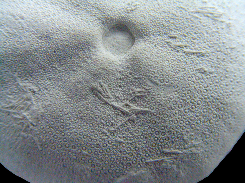 Galerites vulgaris turgidulus