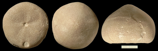 Galerites "orbicularis"