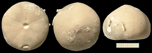 Galerites "orbicularis"
