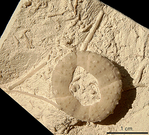 Gauthieria_pseudoradiata-Stevns Klint